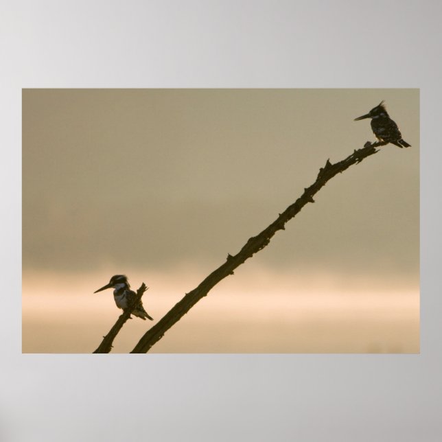 Ein Paar gepikanter Kingfisher (Ceryle Rudis) Poster (Vorne)