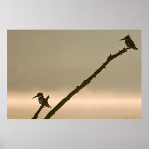 Ein Paar Graufischer (Ceryle Rudis) Poster