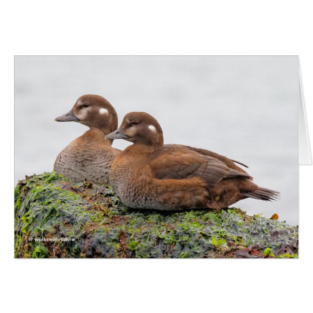Ein Paar Harlequin-Enten auf den Felsen (Vorderseite (Horizontal))