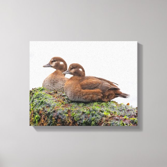 Ein Paar Harlequin-Enten auf den Felsen Leinwanddruck (Vorderseite)