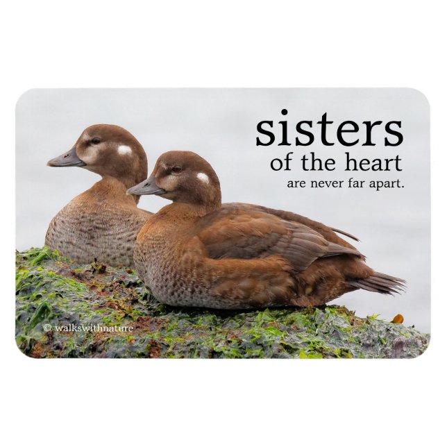 Ein Paar Harlequin-Enten auf den Felsen Magnet (Horizontal)