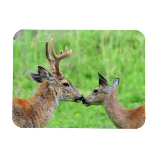 Ein Paar Hirsche Magnet