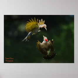 Ein Paar nördlicher Flickers-Poster Poster