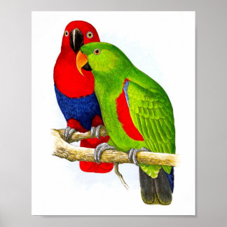 Ein Paar Parrots No.5 Antique Bird Repro Print Poster