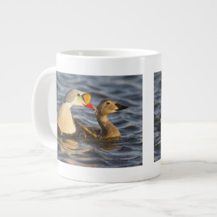 Ein Paar Prachteiderenten bei der Balz in einem Tu Jumbo-Tasse