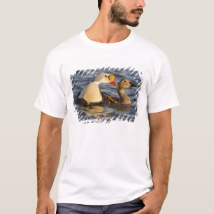 Ein Paar Prachteiderenten bei der Balz in einem Tu T-Shirt