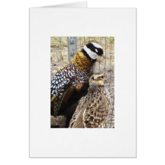 Ein Paar Reeves-Fasane