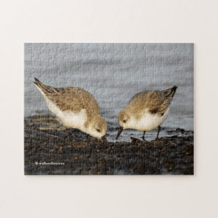 Ein Paar Sanderlings Shares
