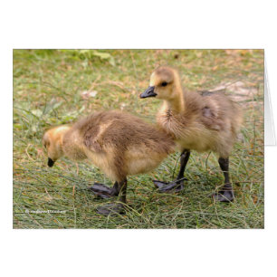 Ein Paar spielerischer kanadischer Goose Goslings