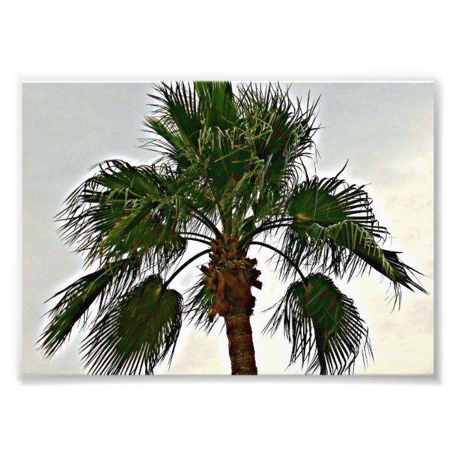 Ein Palm Tree Foto drucken (Vorne)