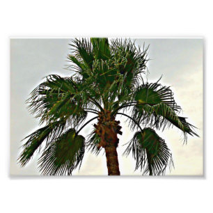 Ein Palmenbaum-Fotoabzug Fotodruck