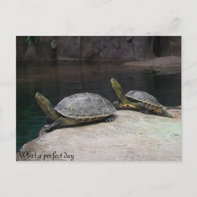 Ein perfekter Tag Postkarte (Vorderseite)