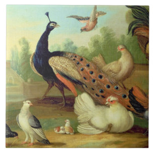 Ein Pfau, Tauben, Hühner und ein Jay in einem Par Fliese