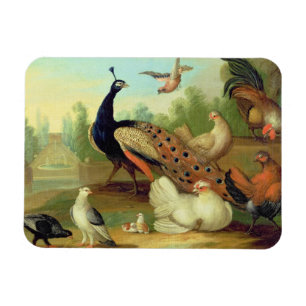 Ein Pfau, Tauben, Hühner und ein Jay in einem Par Magnet