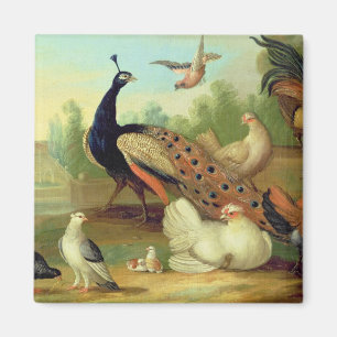 Ein Pfau, Tauben, Hühner und ein Jay in einem Par Magnet