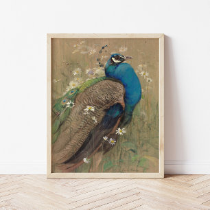 Ein Pfau und Marguerites   Edwin John Alexander Poster