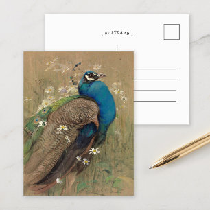 Ein Pfau und Marguerites   Edwin John Alexander Postkarte