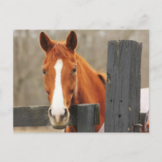 Ein Pferd, das am Fencepost in der Ecke eine Schup Postkarte
