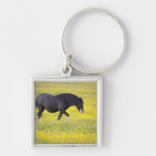 Ein Pferd, das auf einem Gebiet der gelben Blumen Schlüsselanhänger