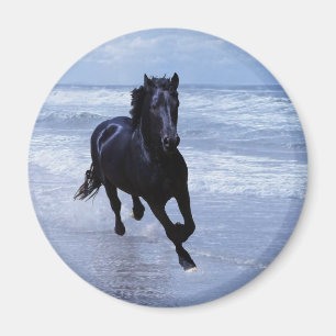 Ein Pferd frei und wild Magnet