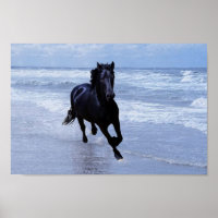 Ein Pferd frei und wild