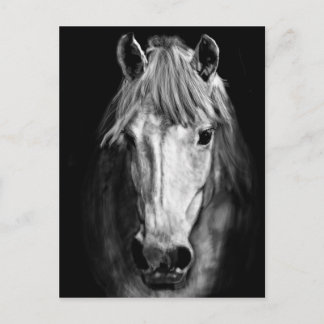 Ein Pferd namens Elvis Postkarte