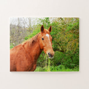 Ein Pferd namens Orion