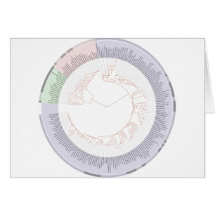 Ein phylogenetischer Baum