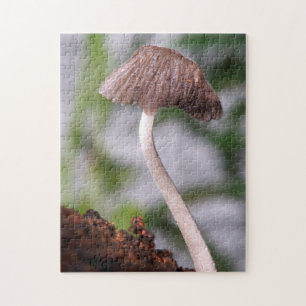 Ein Pilz