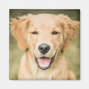 Ein Portrait eines Golden Retriever Welpen Magnet