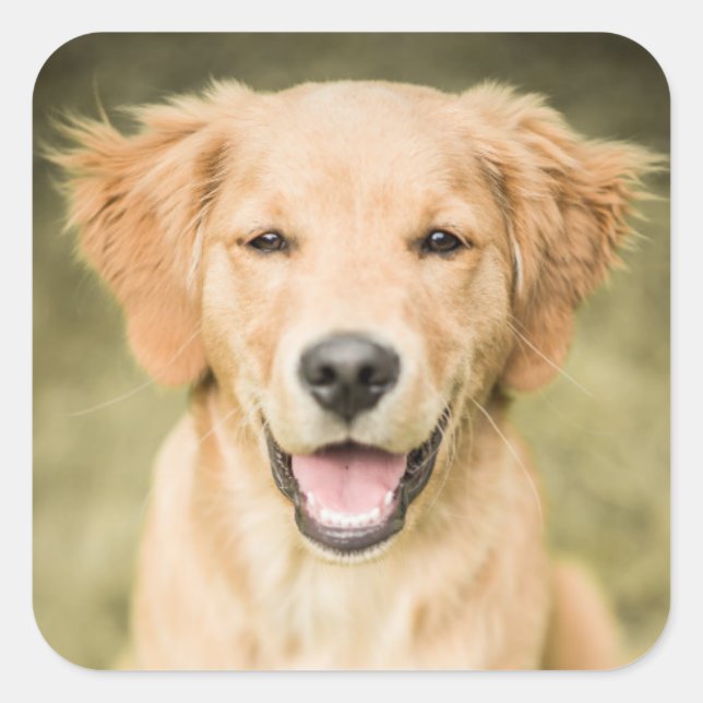 Ein Portrait eines Golden Retriever Welpen Quadratischer Aufkleber (Vorderseite)