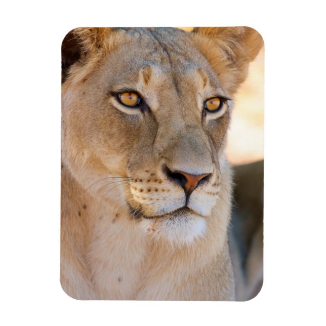 Ein Porträt einer Lioness, die in die Ferne schaut Magnet (Vertikal)