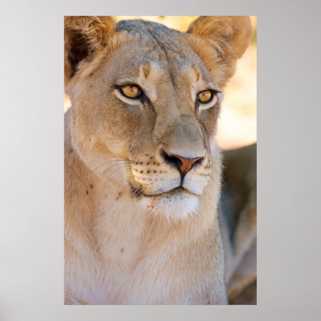 Ein Porträt einer Lioness, die in die Ferne schaut Poster (Vorne)