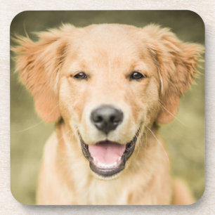 Ein Porträt eines golden retriever-Welpen Getränkeuntersetzer