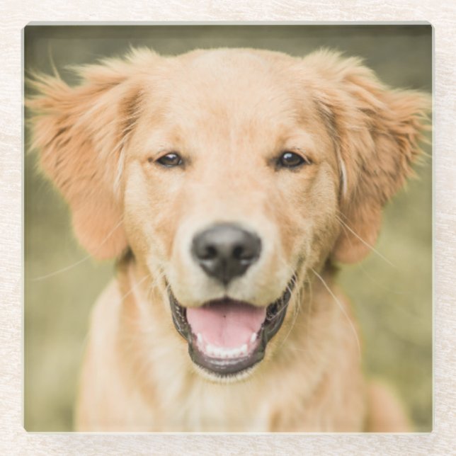 Ein Porträt eines golden retriever-Welpen Glasuntersetzer (Vorderseite)