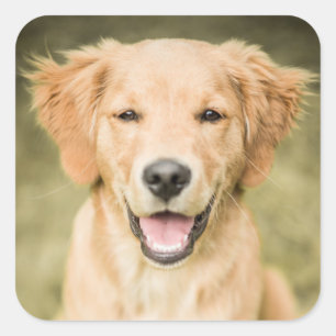Ein Porträt eines golden retriever-Welpen Quadratischer Aufkleber