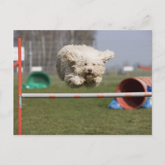 Ein portugiesischer Wasserhund springt über eine H Postkarte (Vorderseite)