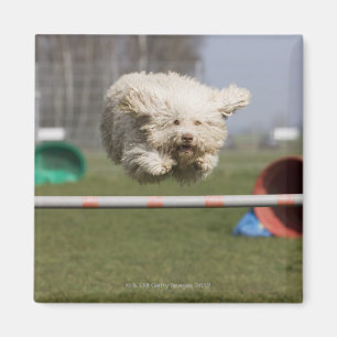 Ein portugiesisches Waterdog, das über eine Hürd Magnet