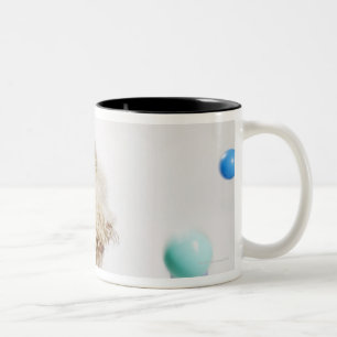Ein portugiesisches Waterdog, das unter dem Fallen Zweifarbige Tasse