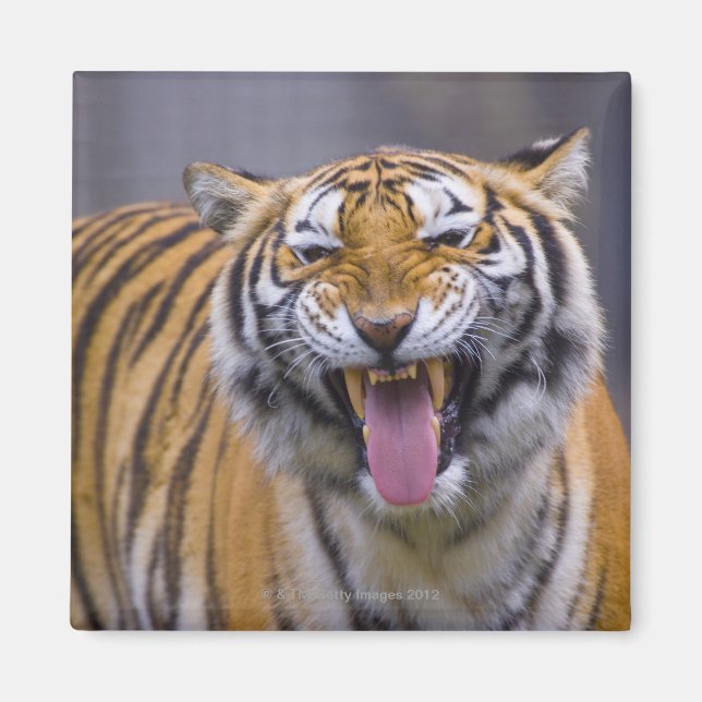 Ein rauschender Tiger, Taiwan, Taipei, Taipei Zoo Magnet (Vorne)