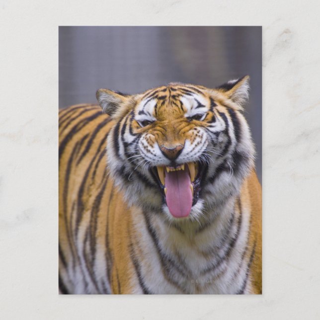 Ein rauschender Tiger, Taiwan, Taipei, Taipei Zoo Postkarte (Vorderseite)