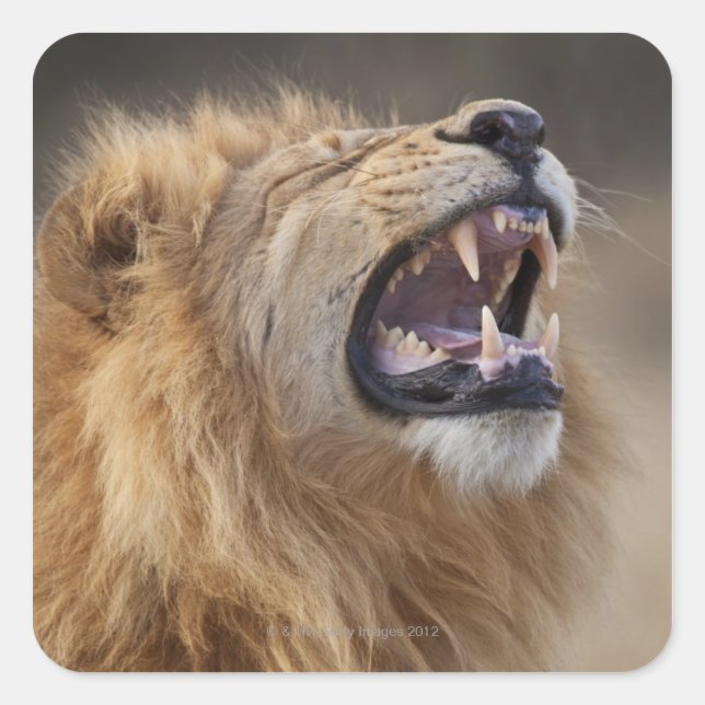 Ein reifer Löwe (Panthera leo) im Savuti Quadratischer Aufkleber (Vorderseite)