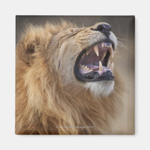 Ein reifer männlicher Löwe (Panthera Löwe) im Magnet