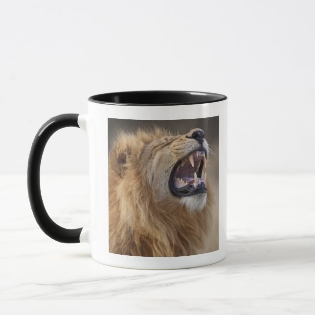 Ein reifer männlicher Löwe (Panthera Löwe) im Tasse (Links)