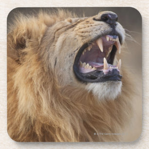 Ein reifer männlicher Löwe (Panthera Löwe) im Untersetzer