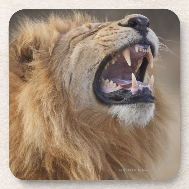 Ein reifer männlicher Löwe (Panthera Löwe) im Untersetzer (Vorderseite)