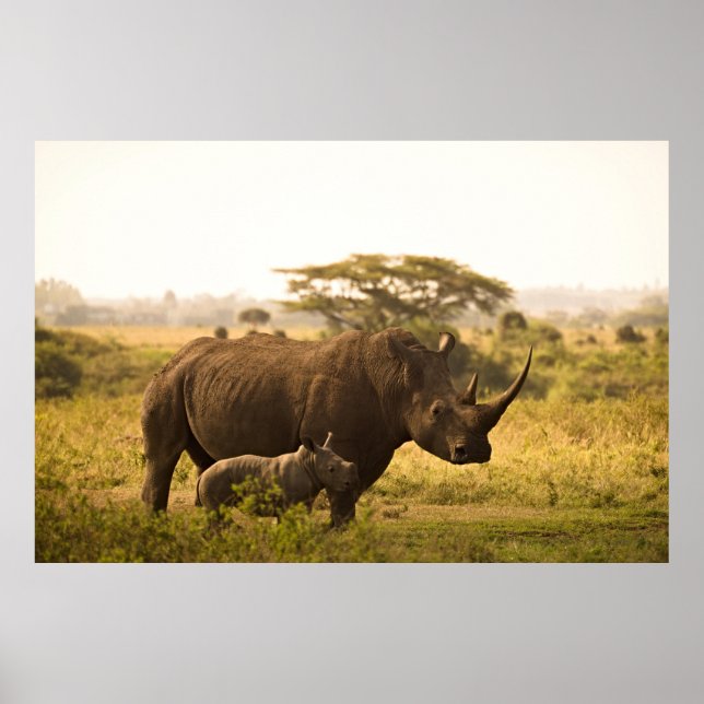 Ein Rhino mit ihrem Baby Poster (Vorne)