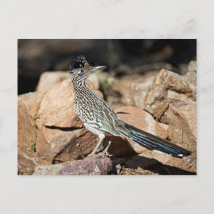 Ein Roadrunner pausiert kurzzeitig auf seiner Postkarte