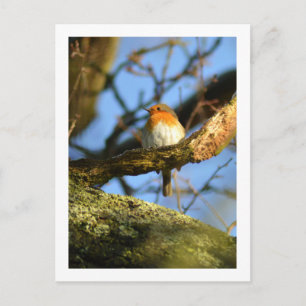 Ein Robin im alten Eichenbaum Postkarte