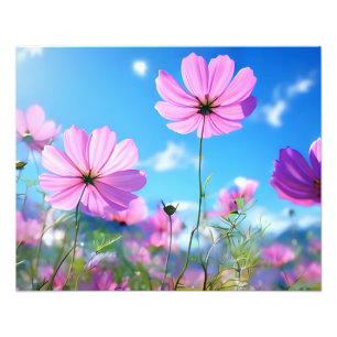 Ein rosa Meer: Kosmos-Blume im Blut Fotodruck